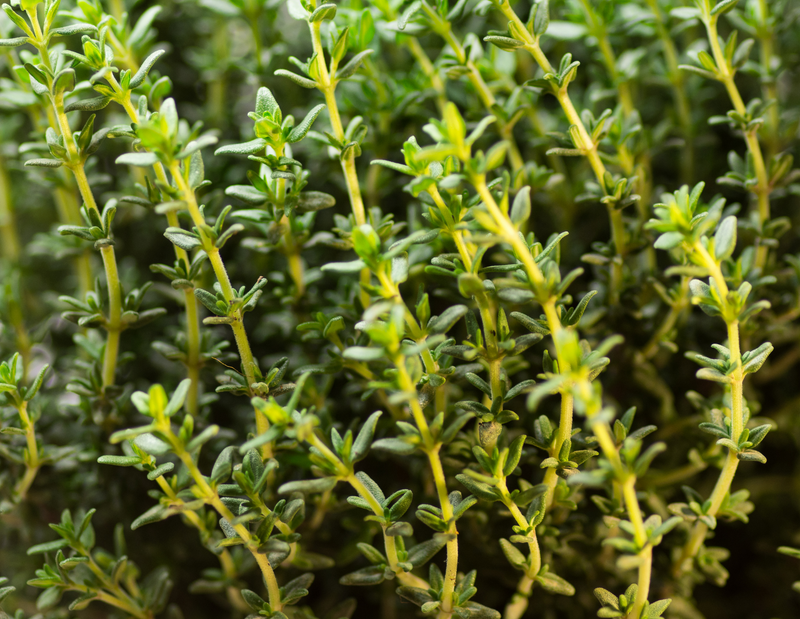 A photo of thyme growing.